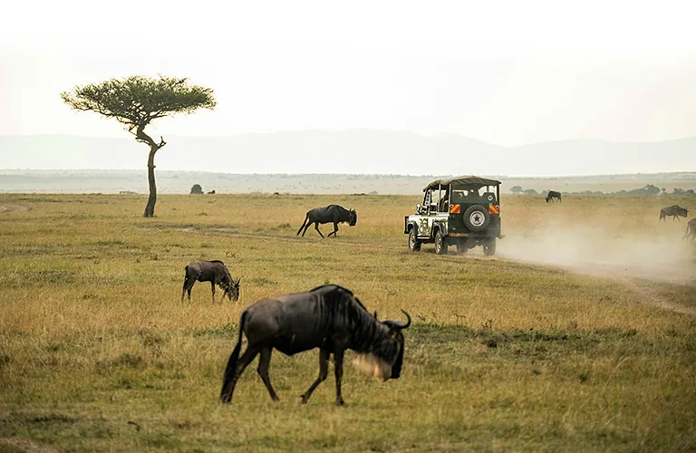 Safari vehicle driving past grazing wildebeest on open grassland.