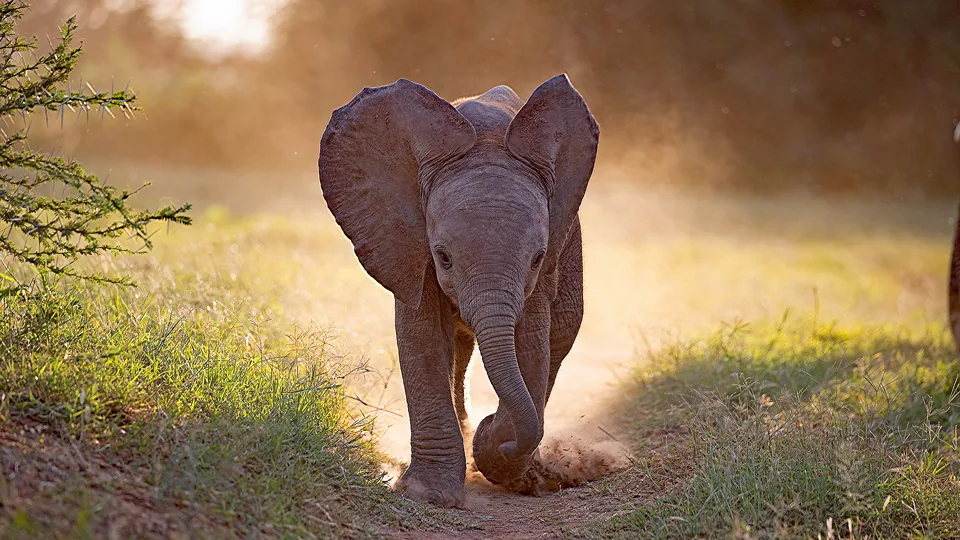 Young elephant walking toward the camera on a dusty path.