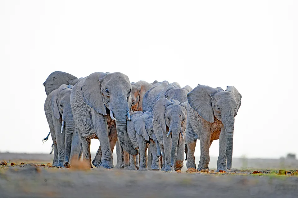 Herd of elephants, including calves, walking across open ground.