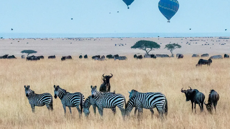 Zebras and wildebeest grazing on grassland with hot air balloons above.